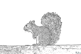 squirrel Pagine Di Culore Stampabile